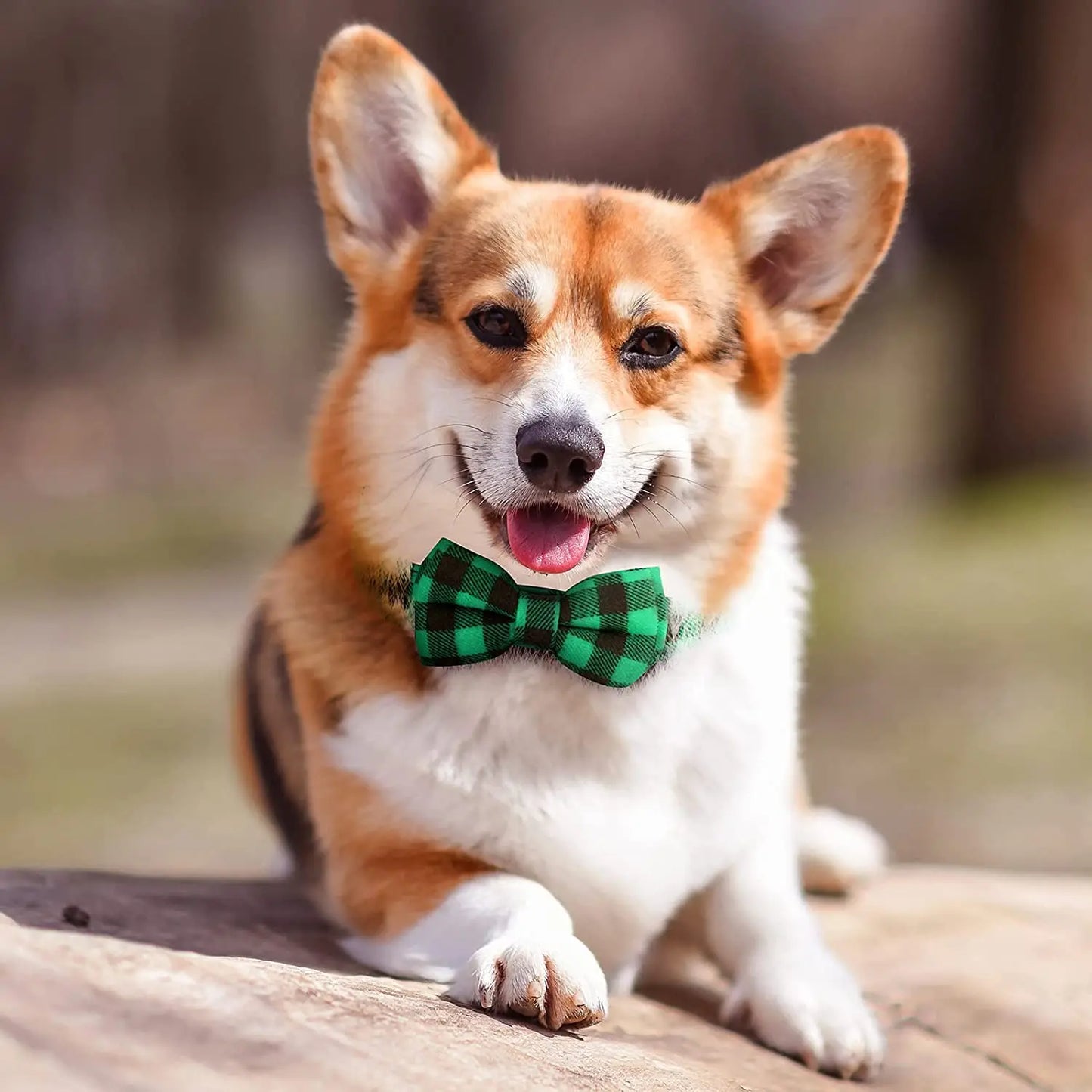 Ce mignon Welsh Corgi est allongé au jardin avec son collier pour chien de couleur (vert)-noir avec motif écossais et nœud papillon.