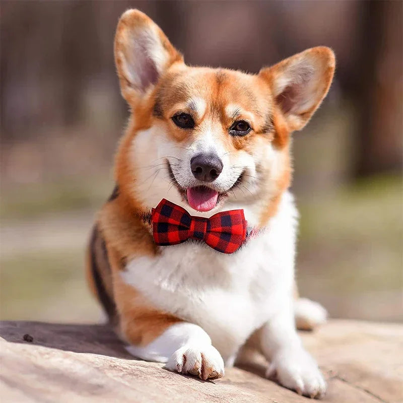 Ce mignon Welsh Corgi est allongé au jardin avec son collier pour chien de couleur (rouge)-noir avec motif écossais et nœud papillon.
