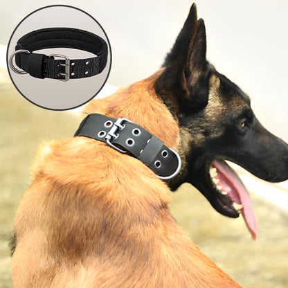 Collier de dressage pour chien-EnduroBelt™ : Ce malinois porte un collier chien, très robuste avec un rembourrage excellent un anneau en D en acier inoxydable de couleur noire.