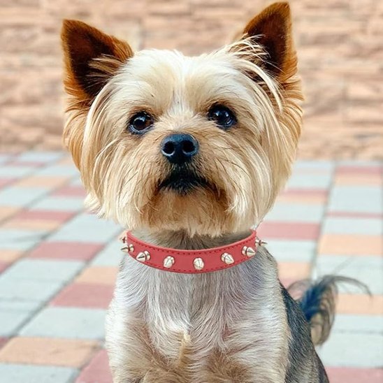 Petit chien avec collier chien cuir rose décoré de clous sur une terrasse.