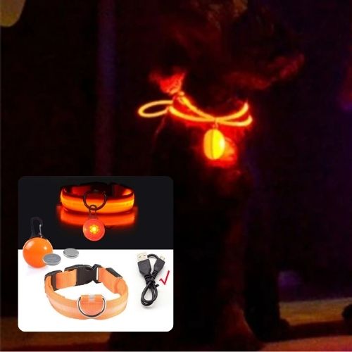 Ce chien brille dans le noir avec son collier lumineux pour chien de couleur orange bien visible.
