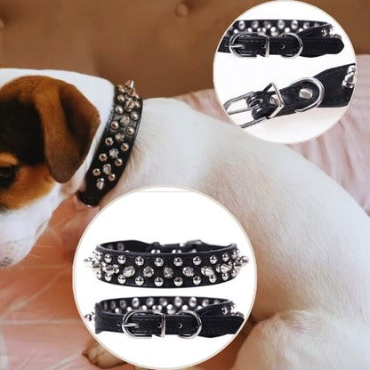 Ce petit toutou portant son collier chien, clouté, noir et assis sur le canapé au salon se sent très à l'aise et heureux.