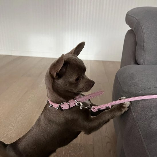 Petit chien portant un collier chien cuir rose avec laisse assortie.