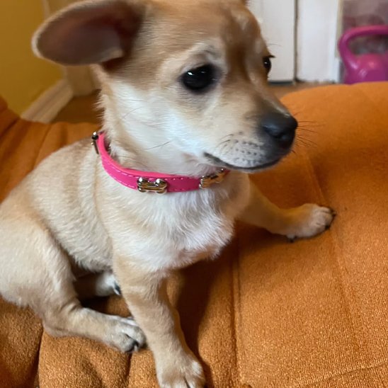 Petit chiot type chihuahua portant un collier pour chien en cuir rose sur un canapé orange.
