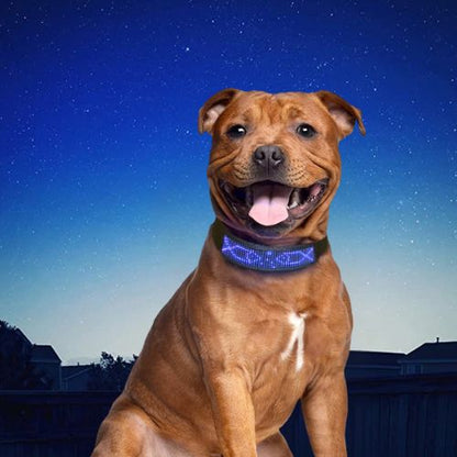 Ce pitbull assis au crépuscule porte un collier chien lumineux, visible et personnalisable