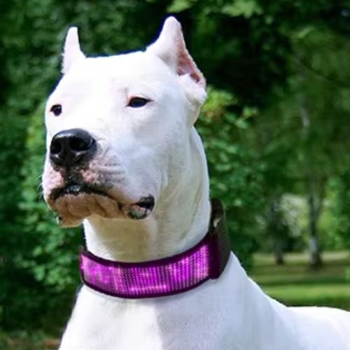  Ce pitbull au parc porte un collier chien lumineux, visible et personnalisable de couleur rose avec son nom là-dessus.