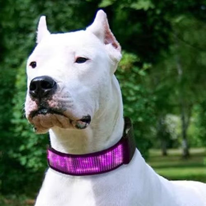  Ce pitbull au parc porte un collier chien lumineux, visible et personnalisable de couleur rose avec son nom là-dessus.