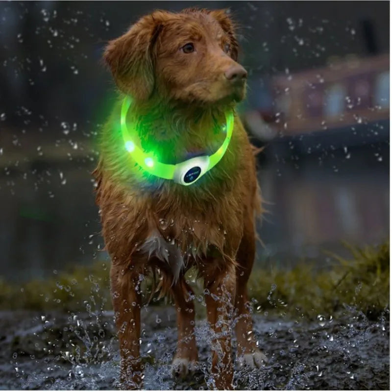 Ce retriever de la nouvelle-écosse est bien visible sous la pluie grâce à son collier lumineux chien
