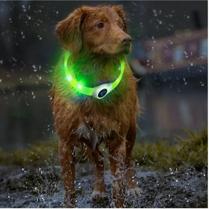  Ce retriever de la nouvelle-écosse est bien visible sous la pluie grâce à son collier lumineux chien
