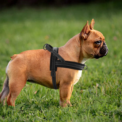 Harnais pour chien-ComfyStrap™ : Ce bouledogue français profitant du confort de l'harnais empêchant la traction et l’étouffement de couleur noir avec des coutures réfléchissante