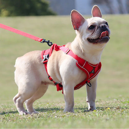 Harnais chien-ReflectoHarn™ : Ce Bouledogue français arrêté au parc avec son harnais rembourré et respirant est doux et confortable de couleur rose attaché avec une laisse de la même couleur