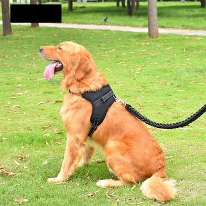 Harnais anti traction chien-ChicGrip™ : Ce labrador est assis au parc avec son harnais anti-traction en tissu Oxford offrant confort et durabilité de couleur noir tenu par une laisse 