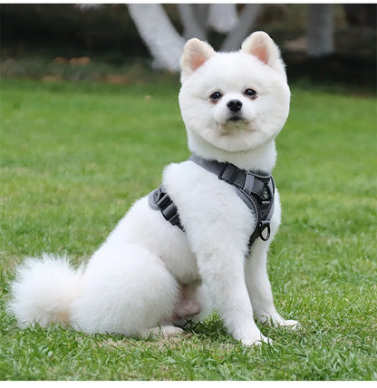 Harnais chien-ReflectoHarn™ : Ce caniche assis au parc avec son harnais rembourré, respirant, doux et confortable