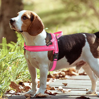 Harnais pour chien-ComfCette image représente un chien dans le parc qui porte son harnais en couleur rouge.yStrap™ : 