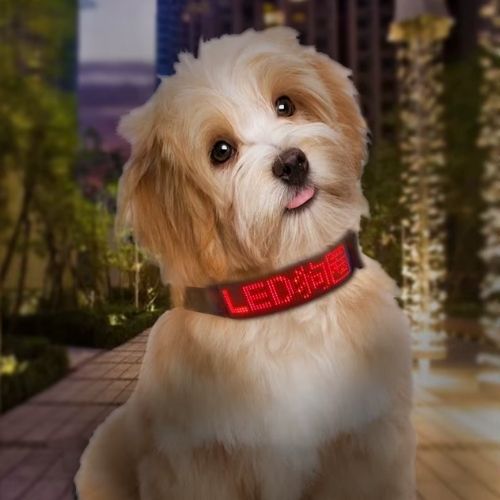 Ce schnauzer nain assis sur le pavé porte le collier chien lumineux, visible et personnalisable avec son nom là-dessus 