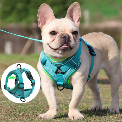 Harnais chien-ReflectoHarn™ : Ce Bouledogue français assis au parc avec son harnais rembourré et respirant est doux et confortable de couleur bleu claire attaché avec une laisse de la même couleur