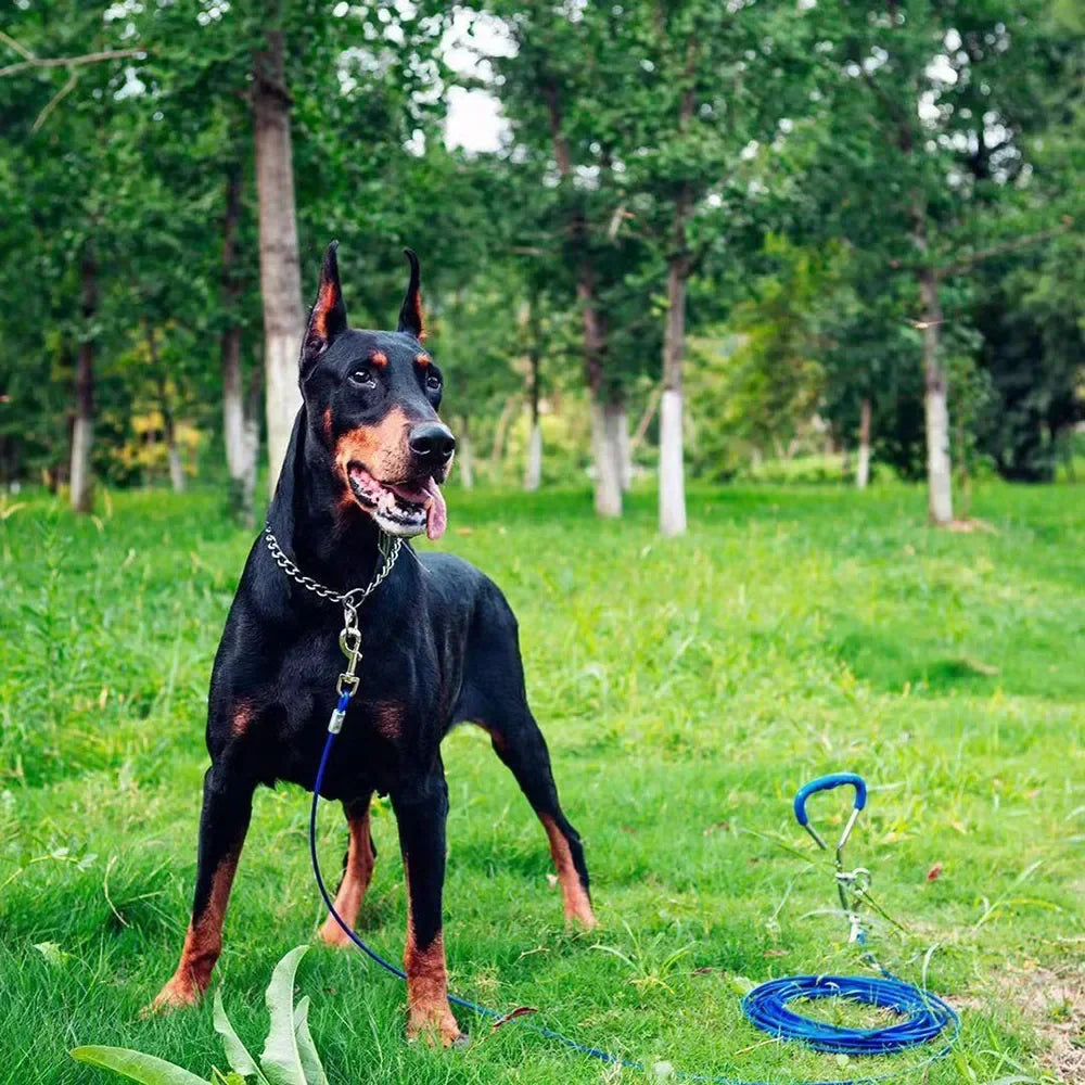 Collier chien-DogControl™ : Ce Dobermann portant à son cou, un collier chien d’étranglement de couleur argenté, attaché à une laisse au parc et tout content