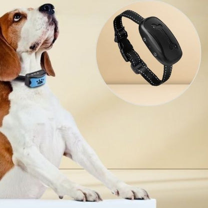 Collier dressage chien-LuxeK9™ : Ce petit teckel est content avec son collier dressage chien