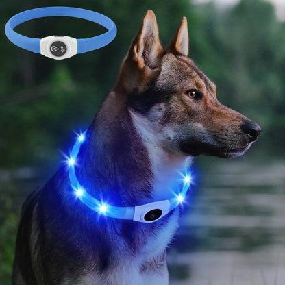 Ce tamaskan au bord de la rivière porte un collier lumineux chien, bien visible, de couleur bleue en soirée 