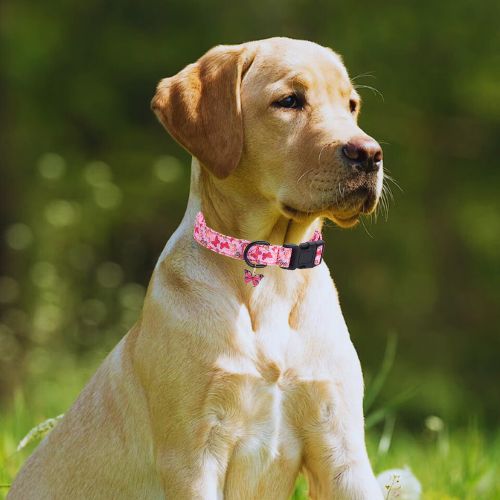 Ce petit labrador assis au parc avec son collier chien stylé de couleur rose au motif papillon avec un pendentif en forme de papillon.