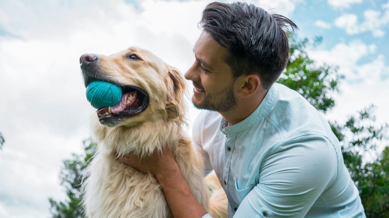 Homme souriant joue avec son chien golden retriever tenant une balle bleue dans un parc ensoleillé .