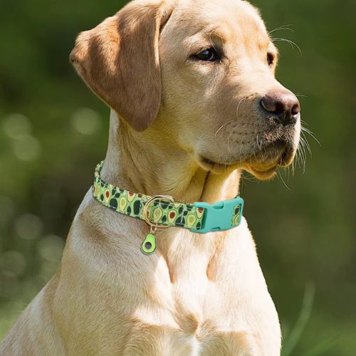 Ce collier chien de couleur verte avec ouverture à dégagement rapide en plastique et un pendentif en forme d’avocat porter par ce petit labrador au parc