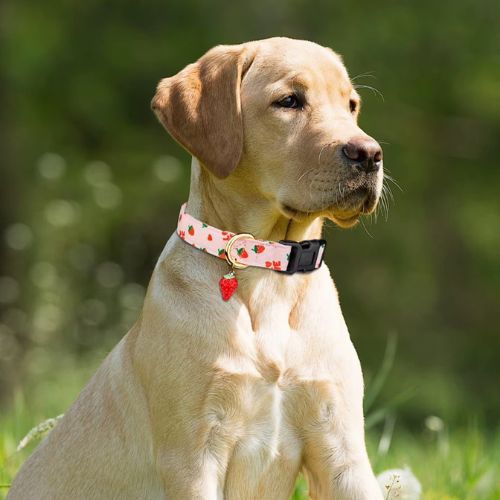 Ce petit labrador, assis en train de contempler la nature en portant son collier chien au motif de fruits, de couleur rose, avec un pendentif en forme de fraises rouge.