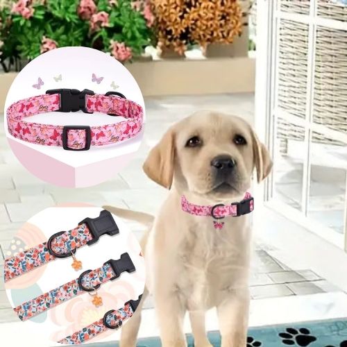 Ce petit labrador assis sur la terrasse avec son collier chien de couleur rose avec des motifs en papillon et un pendentif en forme de papillon.