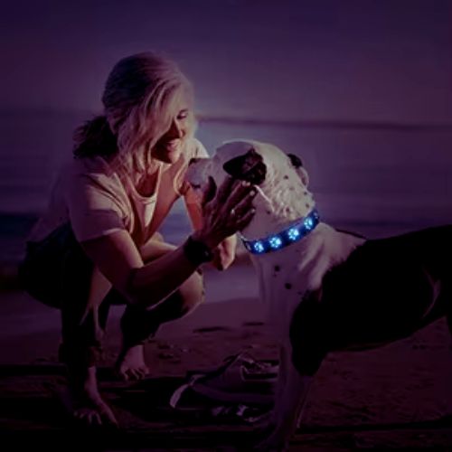 Une jeune femme est sur la plage au crépuscule avec son dogue argentin qui porte collier chien lumineux de couleur bleu