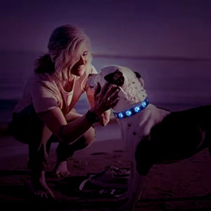 Une jeune femme est sur la plage au crépuscule avec son dogue argentin qui porte collier chien lumineux de couleur bleu
