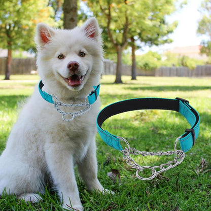 Collier de dressage pour chien-NyloSteel™ : Ce jeune husky confortablement assis au parc avec son collier chien en nylon de couleur bleu et  un alliage de chaînette en acier inoxydable