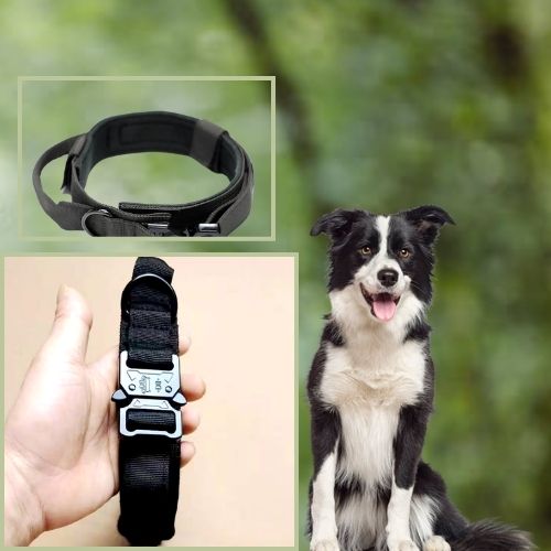 Collier chien-AlphaGear ™ : Ce collier chien tactique de couleur noire est parfait pour votre Cumberland Sheepdog il se marie très bien avec son pelage blanc et noir