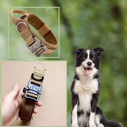 Collier chien-AlphaGear ™ : Ce collier chien tactique de couleur kaki et de taille L est très jolie pour un Cumberland Sheepdog