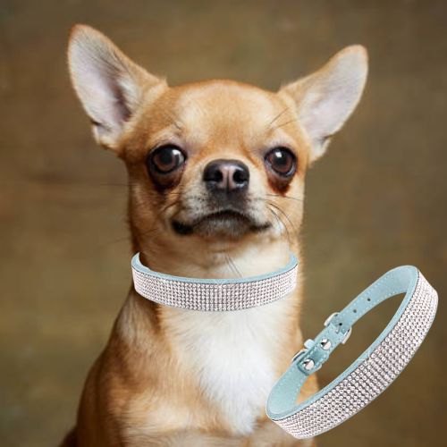 Collier chien-CrystalCanine™ : Ce chihuahua est très adorable avec son collier chien en cuir doux de couleur bleue , orné de strass brillant