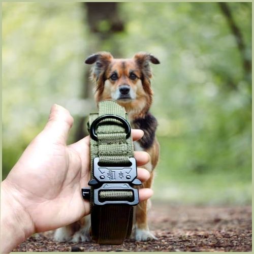 Collier chien-AlphaGear ™ : 