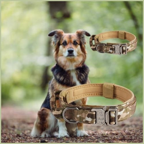 Collier chien-AlphaGear ™ : 