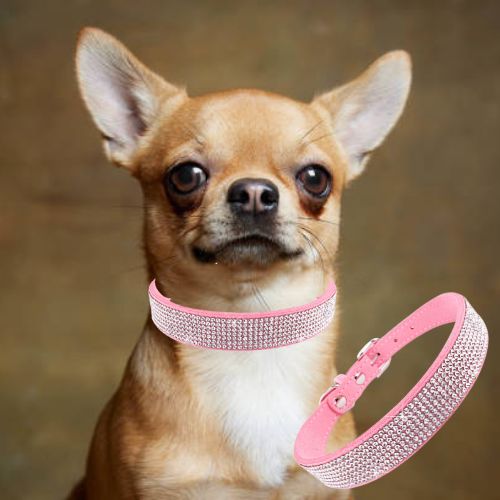 Collier chien-CrystalCanine™ : Ce chihuahua est très mignon avec son collier chien en cuir doux de couleur rose, orné de strass brillant