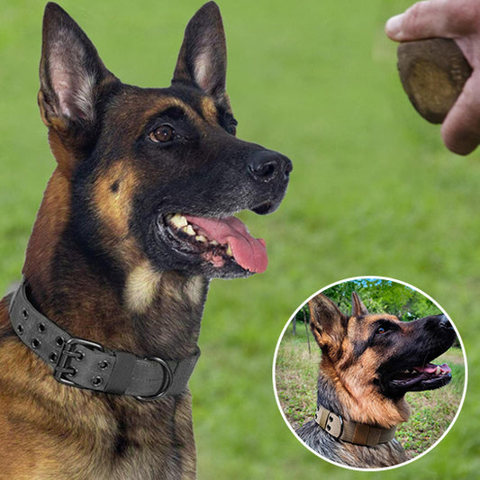 Collier chien-EnduroBelt™ : Votre malinois est stylé avec ce collier chien en nylon, très solide, de couleur noir