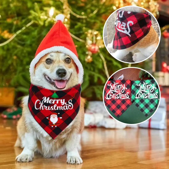 Ce Welsh Corgi est tout mignon assis près du sapin de Noël avec son  bandana chien de foulard carrelé vert-noir et motif de Noël.