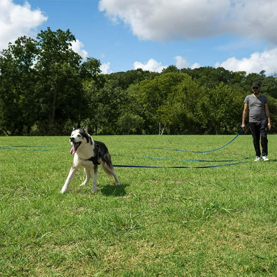 Homme promenant son Husky en liberté contrôlée grâce à une grande longe pour chien bleue au parc.