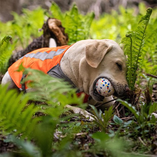 Labrador avec gilet orange jouant avec sa balle chien au sol parmi des fougères.