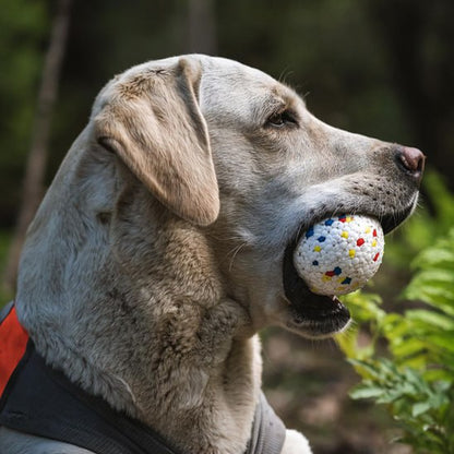 Vue de profil d'un Labrador tenant une balle chien blanche à motifs rouges et bleus.