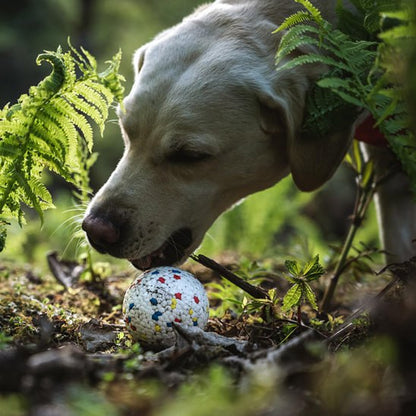 Labrador sable approchant son museau d'une balle chien posée sur le sol en forêt.