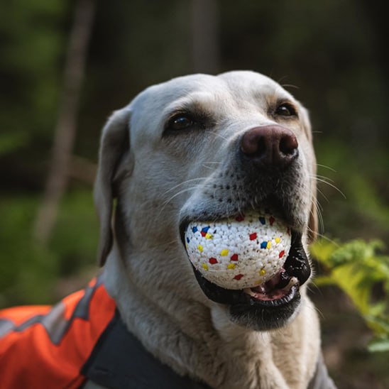 Portrait d'un Labrador sable avec harnais orange portant une balle chien multicolore.