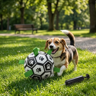 Beagle au parc avec une balle pour chien à pattes noires et une pompe à main.