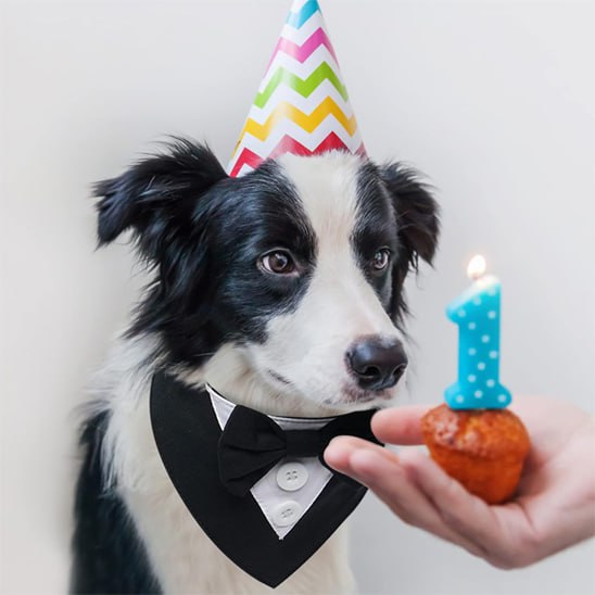 Border Collie avec bandana chien smoking et chapeau devant un cupcake orné du chiffre 1 bleu.