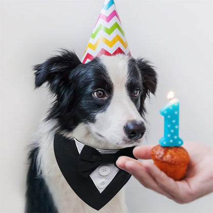 Border Collie avec bandana chien smoking et chapeau devant un cupcake orné du chiffre 1 bleu.