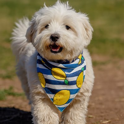 Petit chien blanc type Bichon portant un bandana chien bleu rayé à motifs citrons en extérieur.