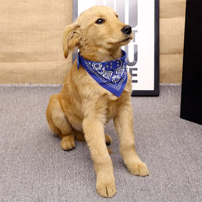 Chiot Golden Retriever assis portant un bandana chien bleu avec collier intégré.