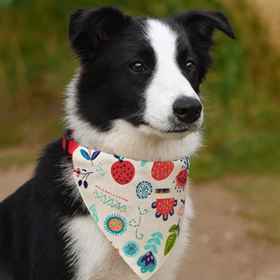 Portrait d'un Border Collie noir et blanc portant un bandana chien aux motifs floraux colorés.